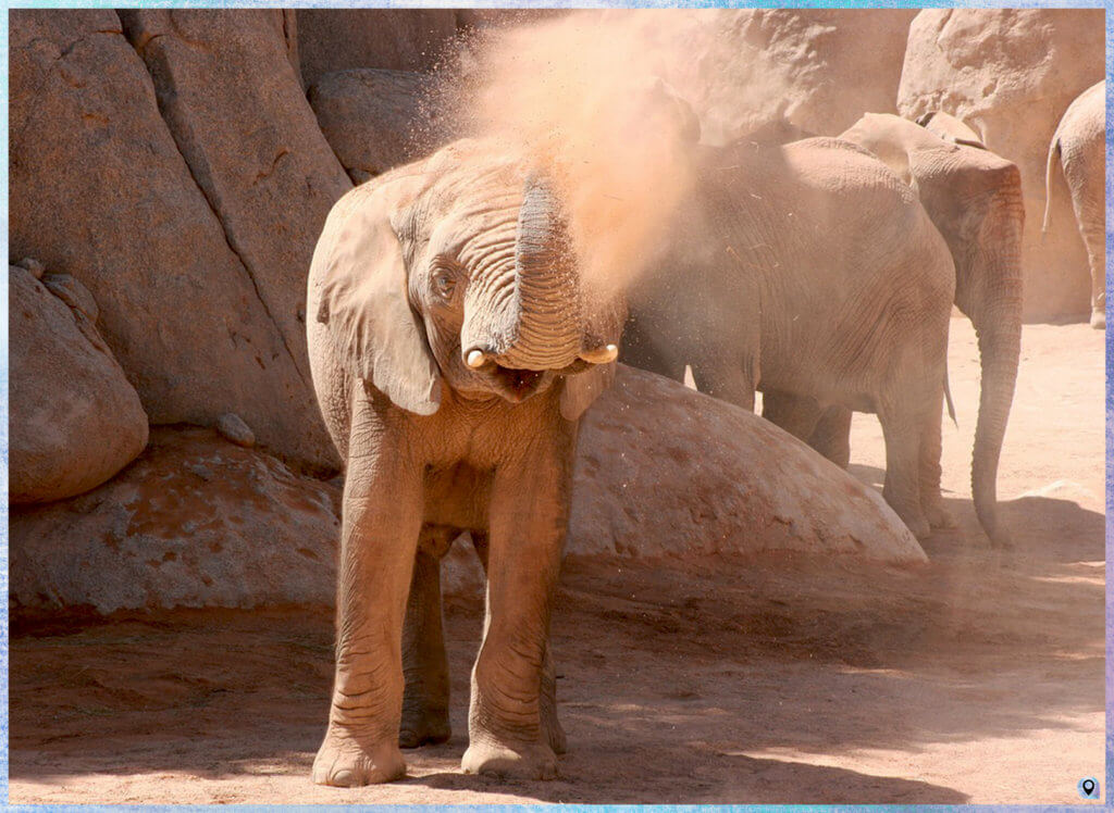 Bioparc di Valencia, animali africani (elefanti)