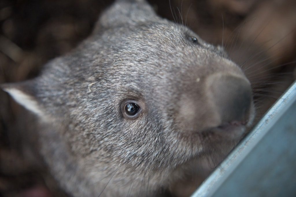 la lista degli animali australiani con foto non solo koala