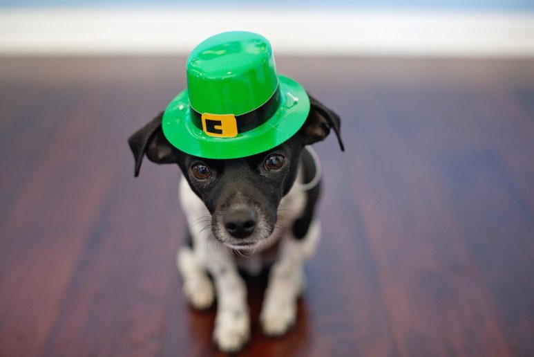 La festa di St. Patrick, chihuahua con cappello verde